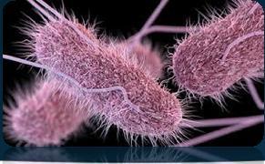 Nejčastější původci Salmonella spp. méně častá jako primární patogen (5. 14.