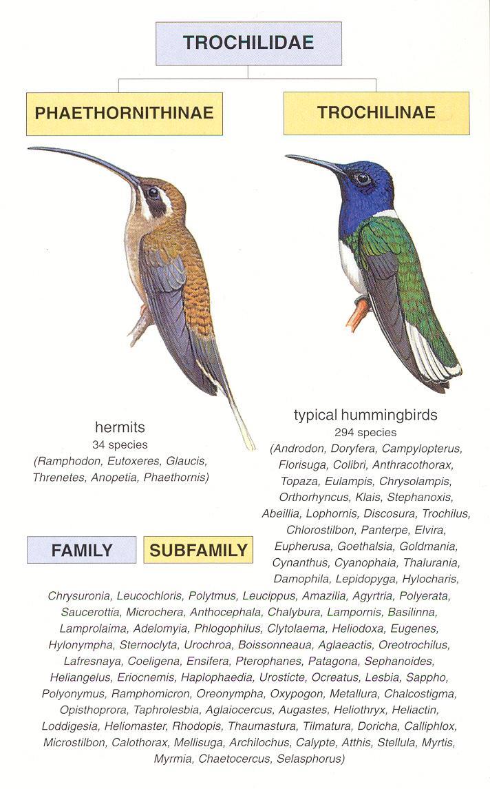 Phaetornithinae lekoví, žijí v podrostu, většinou nemají kovový lesk, nevýrazný pohlavní dimorfismus (34 druhů)