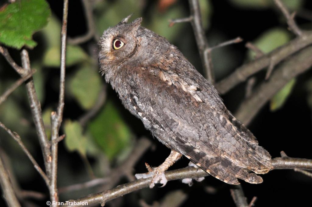 Otus scops