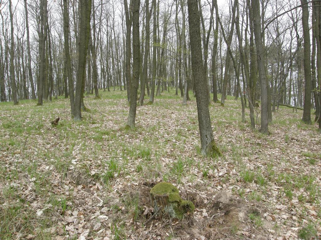 Na těchto plochách se vyskytují nepůvodní, odvozená a kulturou změněná společenstva. Tento bývalý "selský les" je z části semenného původu, z větší části však výmladkového (pařezina).