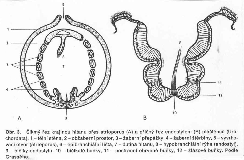 Dospělec Vakovitý se silným pláštěm. Přijímací otvor prostorný hltan s tisíci štěrbinami. Endostyl (srdeční strana) - tzv.