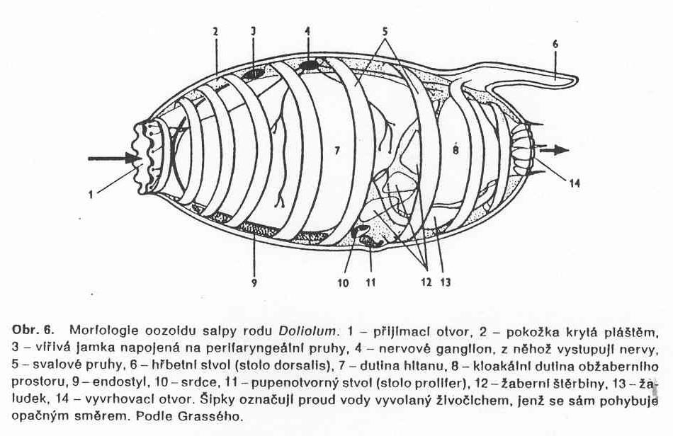 SALPY -