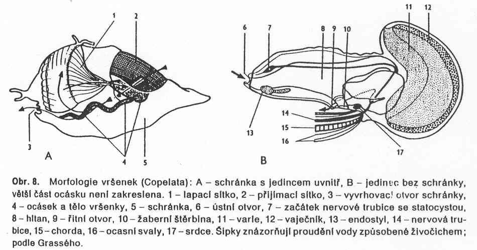 Třída: VRŠENKY Copelata (VRŠENKY Copelata) Obecné znaky: 1. Znaky strunatců a pláštěnců Zvláštní znaky: 1. Místo pláště velké schránky z tunicinu se síty. Zanášení tvorba nových (xkrát za den). 2.