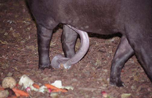 Tapirus