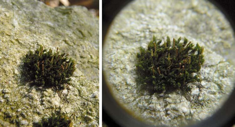 Obr. 8. Ulota hutchinsiae byla nalezena na úpatí kamenných moří na lokalitě Ledové sluje. Foto Z. Musil, 2. 4. 2011. Fig. 8. Moss Ulota hutchinsiae was found at the foot of boulder screes at the Ledové sluje locality.