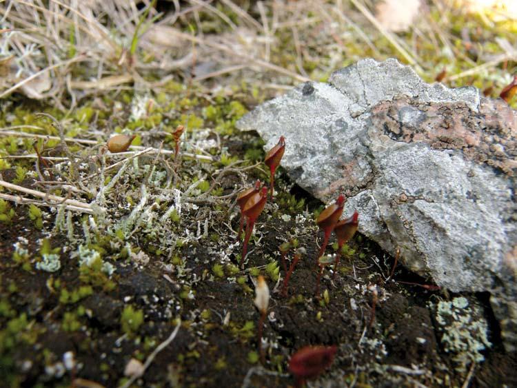 Obr. 3. Buxbaumia aphylla na lokalitě PR Růžový vrch byla hojná na holé zemi na svahu s jihozápadní expozicí v jižní části ostrohu. Foto Z. Musil, 1. 4. 2011. Fig. 3. The moss Buxbaumia aphylla at the Růžový vrch NR locality, found plentifully on bare soil of a SW-exposed slope in the southern part of the promontory.