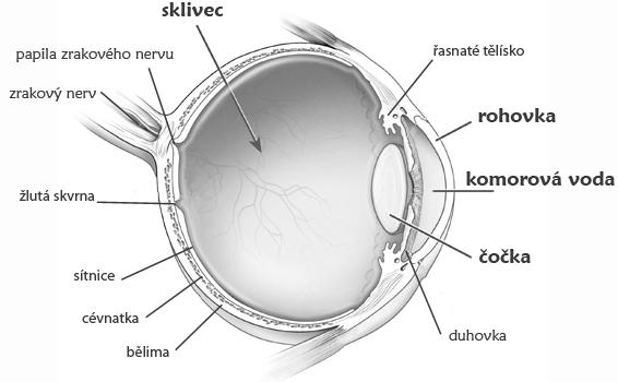 Oko Oko je smyslový orgán zprostředkující vidění. Struktura lidského oka je uzpůsobena k zaostření paprsku světla na sítnici.