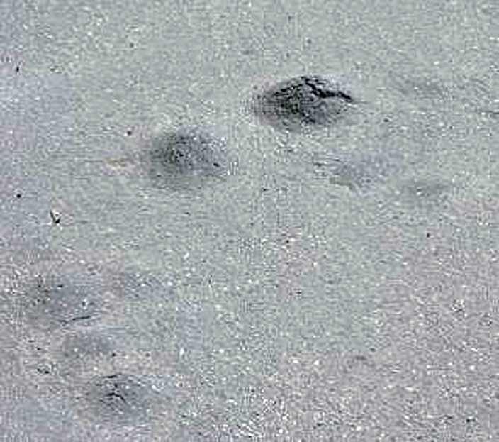 Deformace Puchýře v litém asfaltu Vznikají jako vyvýšenina ve tvaru puchýře o průměru 5 až 25 cm.
