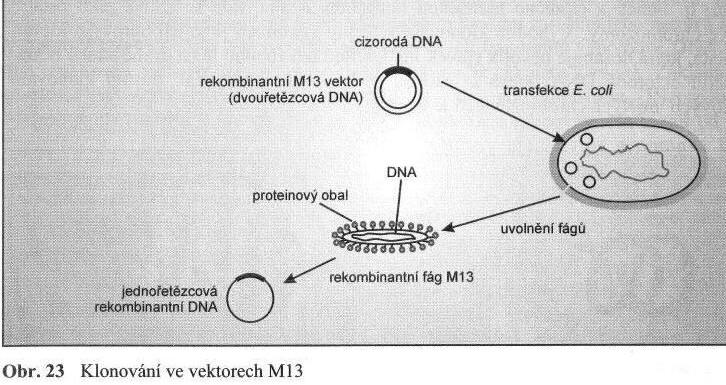 Klonování v M13