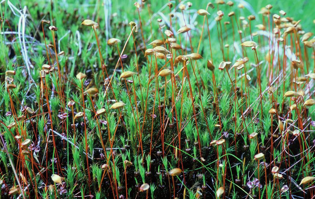 Váňa. Obr. 3. Polytrichum commune, foto F.