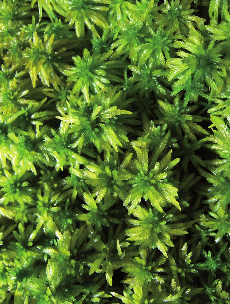 Obr. 4. Sphagnum fallax, foto F. Váňa. Fig. 4. Sphagnum fallax, photo by F.