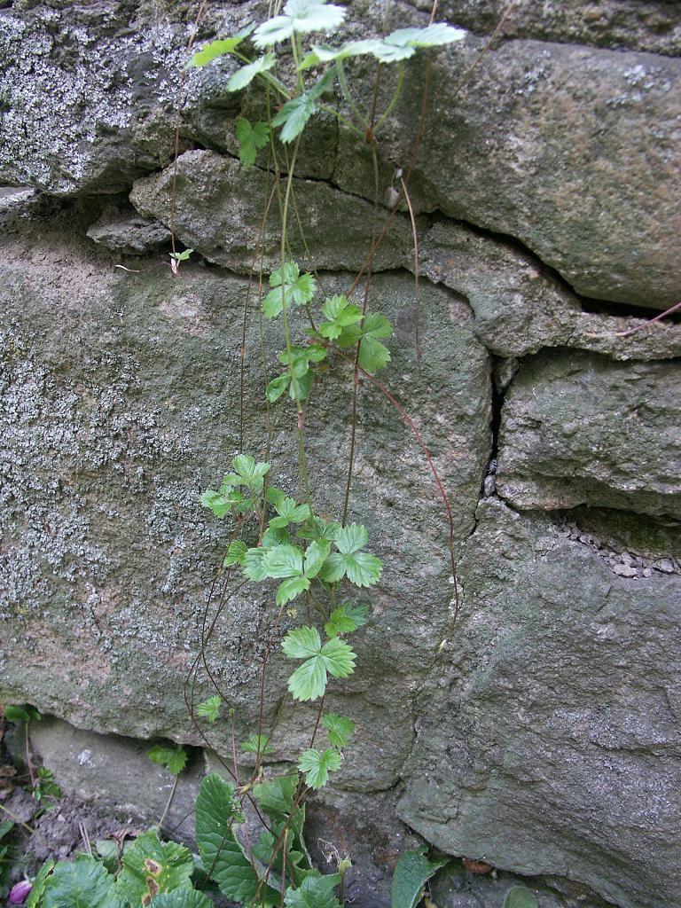 6. Různý vzhled, různá funkce, ale pořád totéž. Na fotografiích jsou různé přeměny stonku.