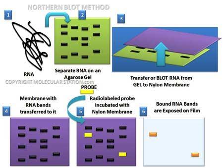 co to je genový čip (DNA microarray)?