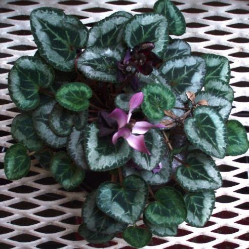 Cyclamen