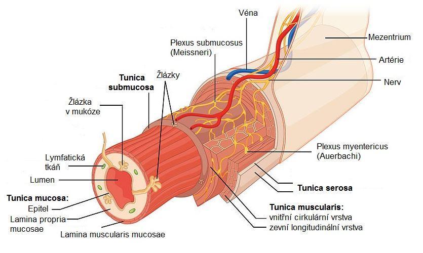 2 TEORETICKÁ ČÁST Anatomie tlustého střeva a konečníku Tlusté střevo neboli colon či intestinum crassum je konečnou částí trávicí trubice.