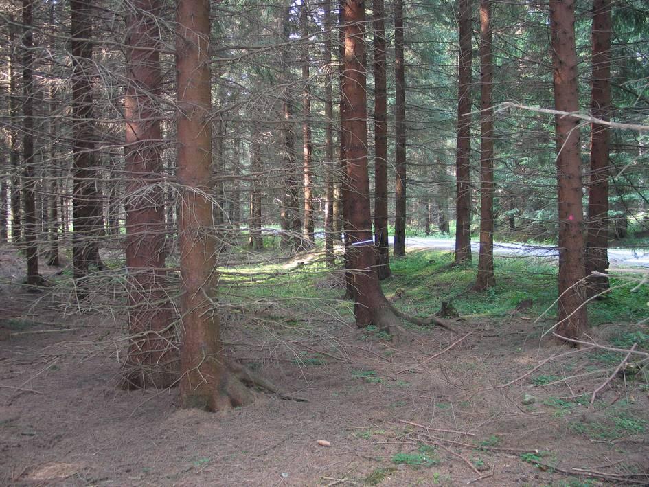 ekonomické zhodnocení takového dříví je důležitá vysoká kvalita, jaké lze sáhnout nejlépe ve strukturních typech lesa, optimálně ve výběrném lese.