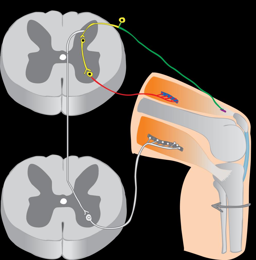 Polysynaptický míšní reflex Proprioceptivní polysynaptický reflexní oblouk 1 Receptor Golgiho šlachové vřeténko kosterního svalu