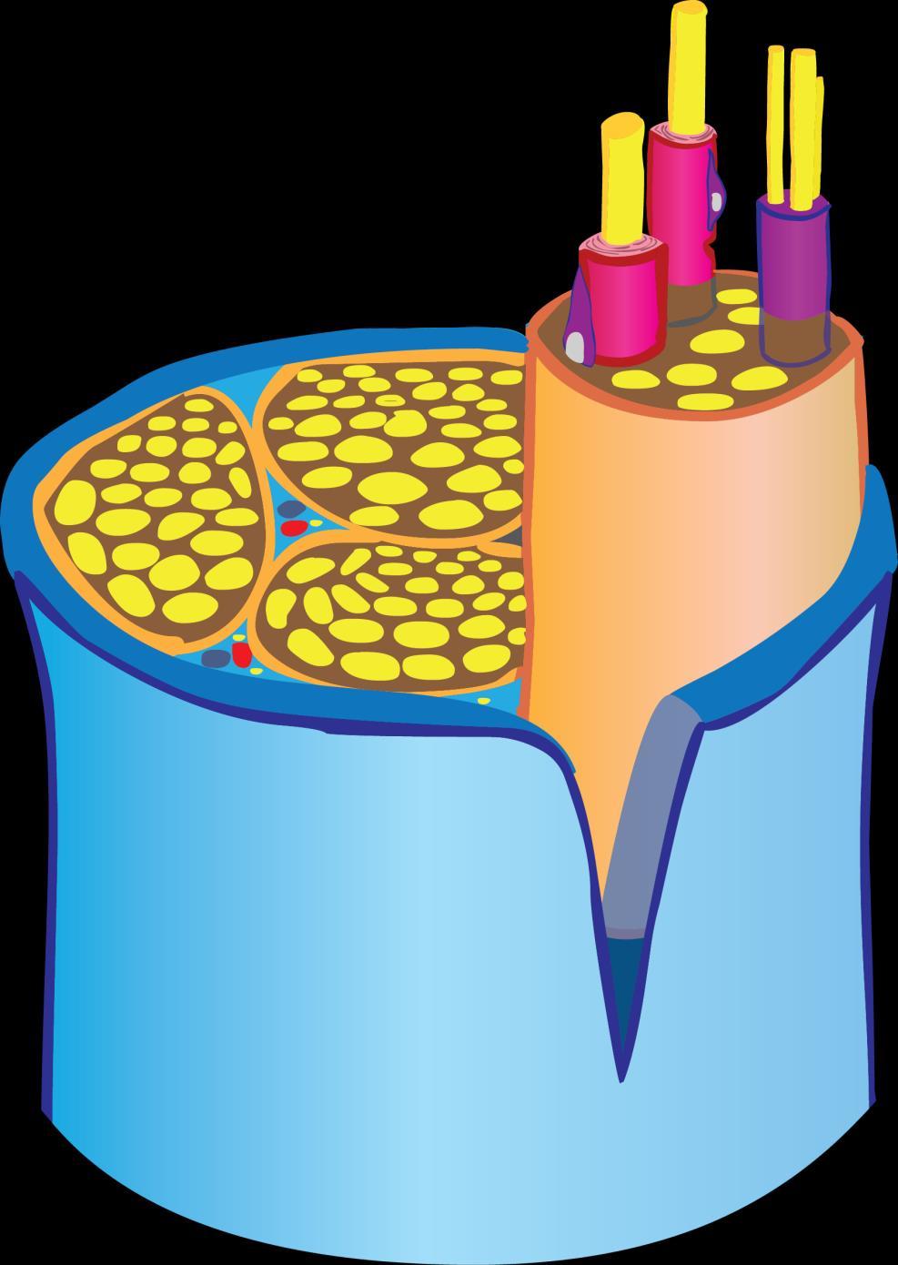 Periferní nerv Stavba 1 Nervus nerv 1.1 Epineurium 2 Fasciculus 2.