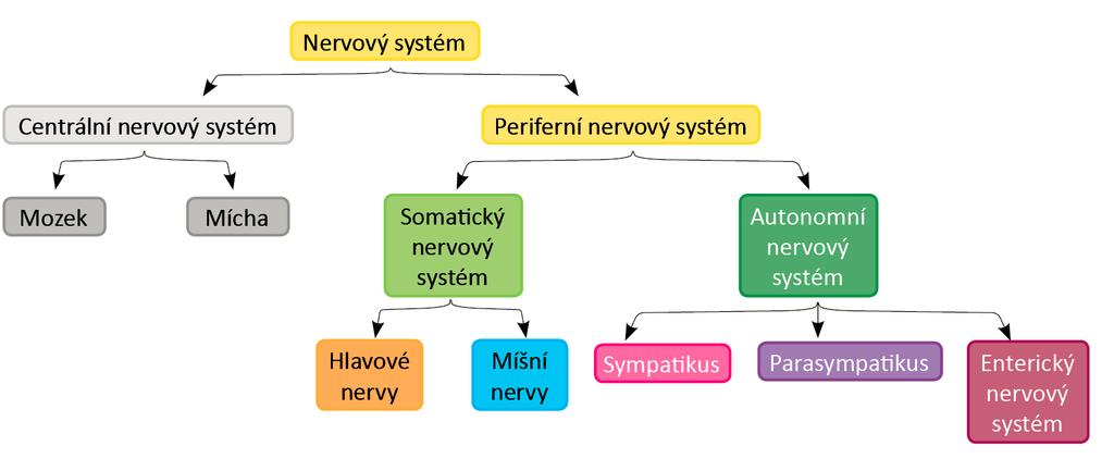 Nervový