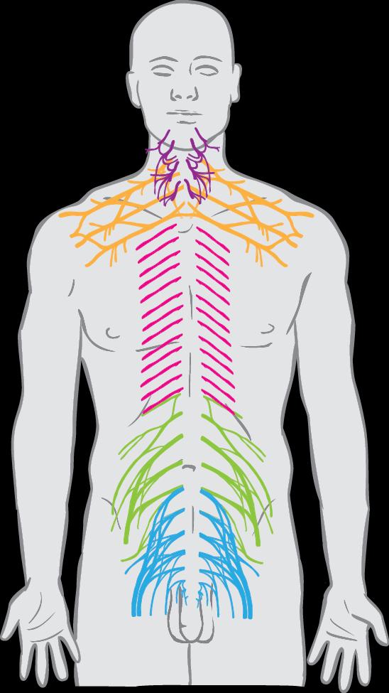 Přední větve míšních nervů 1 Plexus cervicalis (C1 C4) krční pleteň 2 Plexus