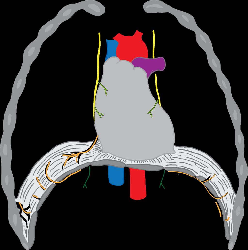 Plexus cervicalis Nervus phrenicus Hudák, R.