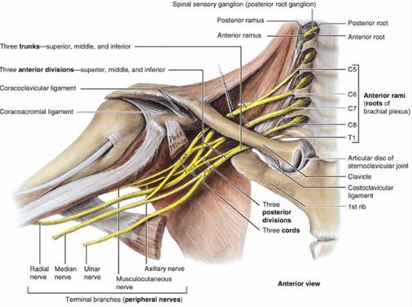 Plexus brachialis Netter, F. H.