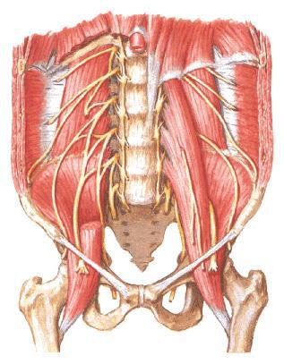 Plexus lumbalis 1 Nervus iliohypogastricus (T12 L1) 2 Nervus ilioinguinalis (L1) 3 Nervus genitofemoralis (L1 L2) 4 Nervus cutaneus femoris