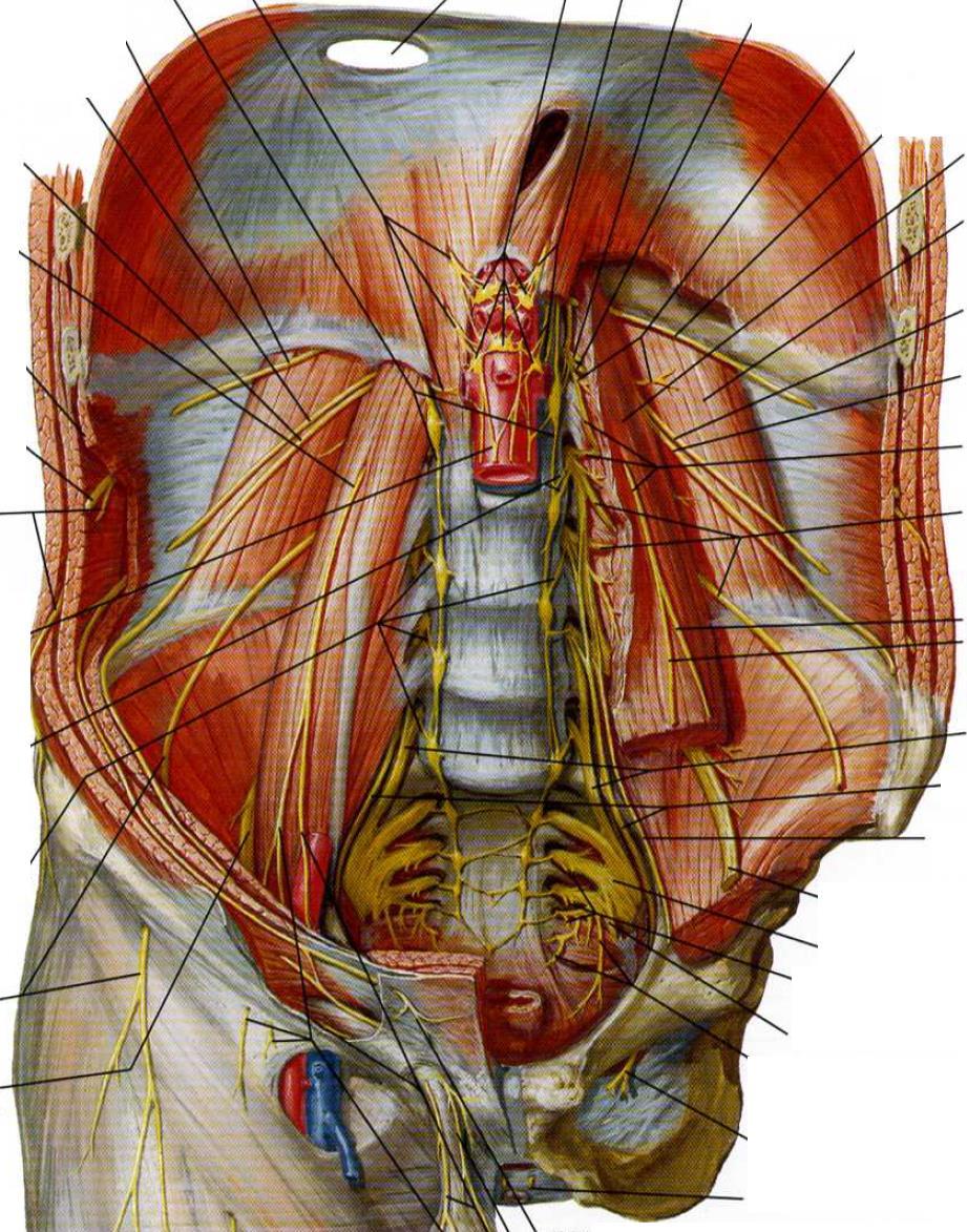 Plexus sacralis 1 Nervus gluteus superior (L4 S1) 2 Nervus gluteus inferior (L5 S2) 3 Nervus cutaneus femoris posterior (S1 S3) 4
