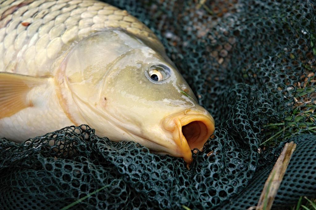 Omezeným množstvím se v tomto případě myslí, že maloobchod zpracovává nejvýše 100 kg produktů rybolovu týdně.