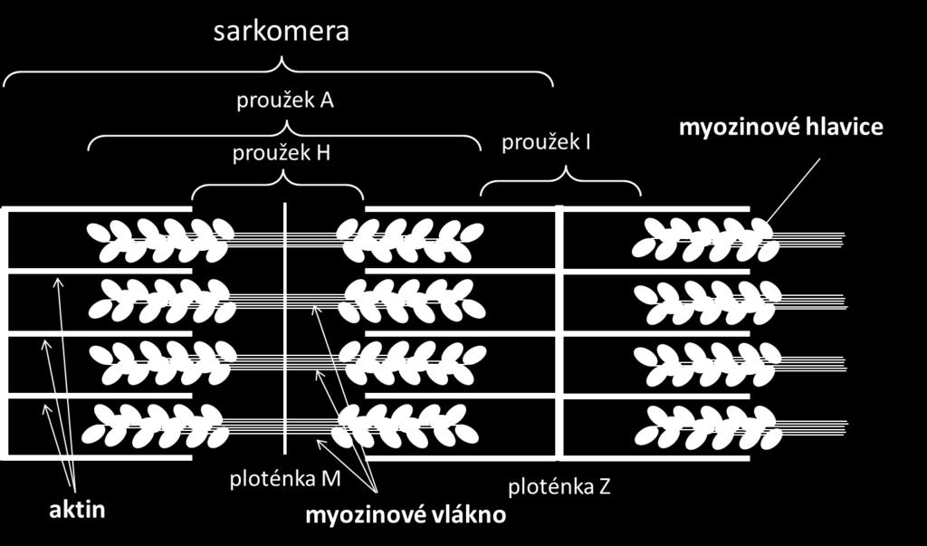 2 Stavba svalového vlákna Základem svalového vlákna jsou kontraktilní filamenta: aktin a myozin. Tenké myofilamentum je tvořeno aktinem.