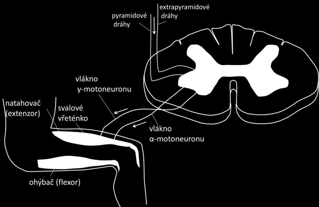 V případě, že z vyšších nervových center přijde povel k záměrnému protažení svalu, dojde k inhibici jak -motoneuronu inervujícího sval, tak γ-motoneuronu inervujícího