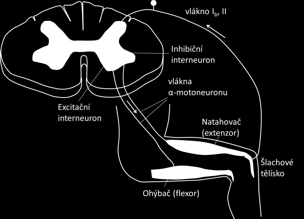 Při zvýšeném napětí ve svalu a podráždění šlachového tělíska dojde k relaxaci příslušného svalu a kontrakci antagonistického svalu. Tento reflex chrání sval a šlachy před natržením.