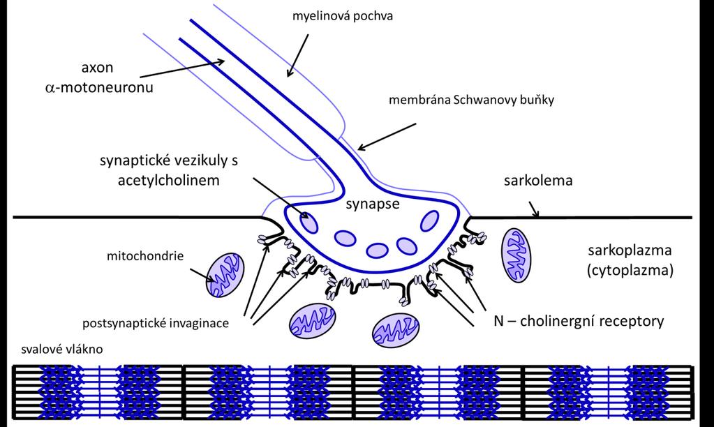 Typy svalových vláken: S (pomalé) málo se unaví, výhodné při dlouhodobém výkonu, mnoho mitochondrií, dobře prokrvené, mnoho myoglobinu F (rychlé) rychlé kontrakce, rychle se unaví, hodně glykogenu,