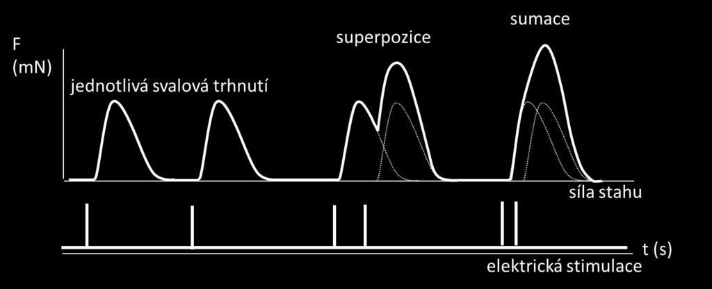 Jednotlivý izolovaný podnět vede k trhnutí svalového vlákna, ale nevede k maximálnímu možnému zkrácení.