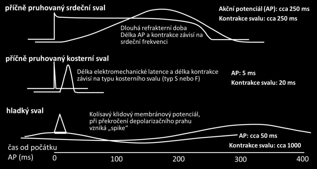 Homeometrická autoregulace (frekvenční je) Ačkoliv v srdečním svalu nemůže vzniknout časová sumace v pravém slova smyslu, existuje zde jistá analogie, která se nazývá frekvenční jev (homeometrická