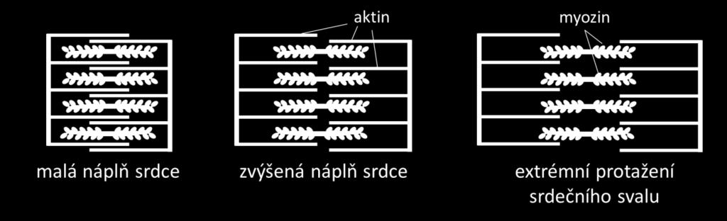 Příčiny tohoto jevu jsou dva: 1) vzájemný vztah aktinu a myozinu při různém protažení vláken (Obrázek 11), 2) protažení vlákna zvyšuje citlivost troponinu k vápníku.