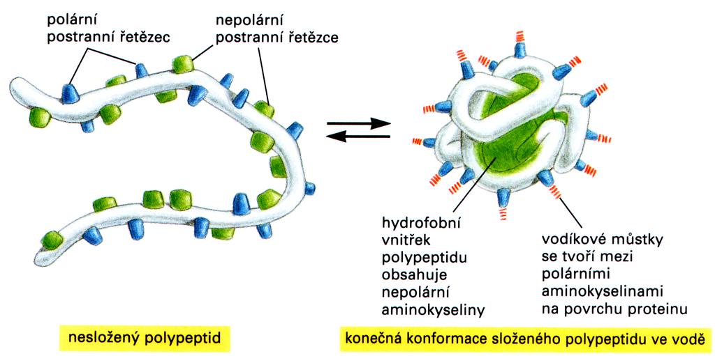 Terciální struktura l l aby protein mohl vykonávat svou funkci musí se složit (to fold) do určité, často unikátní, 3D struktury skládání (folding) proteinů