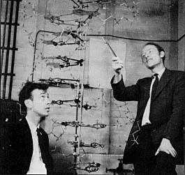 Watson, Crick James Watson (L) and Francis Crick (R), and the model they built of the structure of DA The obel Prize in Physiology or Medicine 1962 was awarded jointly to Francis Harry Compton