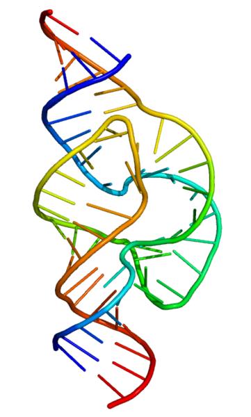 RA - ribonucleic acid primární struktura