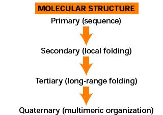 strukturní znaky l terciární struktura tvar domény l kvartérní