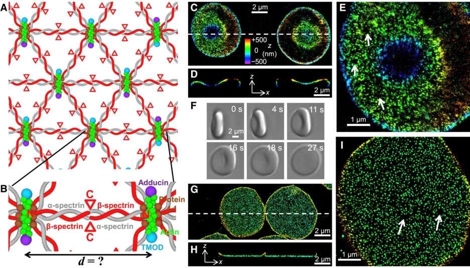 ERYTROCYTY Super-Resolution Microscopy for the Cytoskeleton of