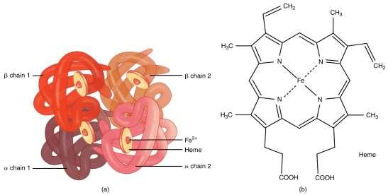 ERYTROCYTY