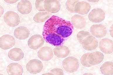EOZINOFILNÍ GRANULOCYTY Eozinofily - 1-4% cirkulujících leukocytů - 12-15 m