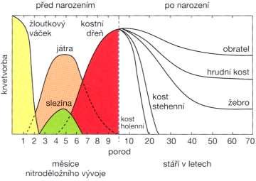 EMBRYONÁLNÍ KRVETVORBA Extraembryonální mezoblastická perioda (16-20. den 8.