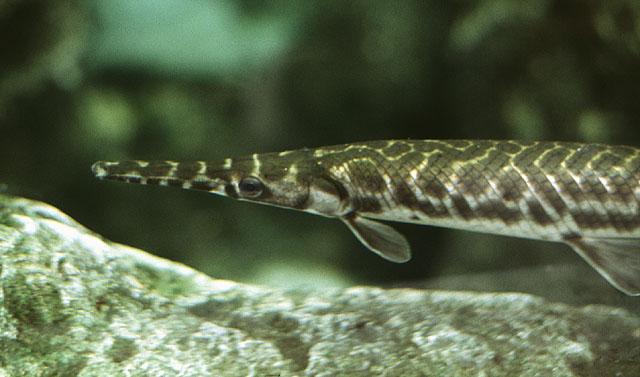 VIII. Osteognathostomata Actinopterygii -