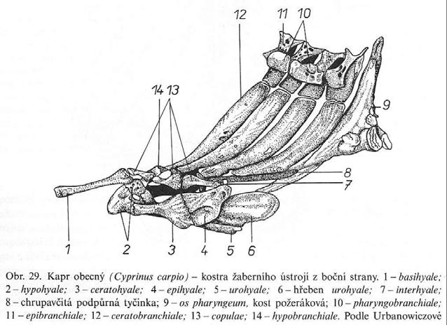 VIII. Osteognathostomata Actinopterygii - Teleostei