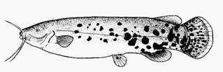 VIII. Osteognathostomata Actinopterygii - Teleostei Ostariophysi Cypriniformes (máloostní, 3242 druhů, f. kaprovití, sekavcovití, mřenkovití) Characiformes (trnobřiší, f.