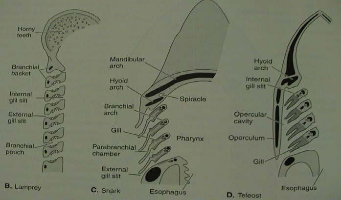 VIII. Osteognathostomata charakteristika a systém endochondrální osifikace (kost uvnitř chrupavky na rozdíl od perichondrální os.