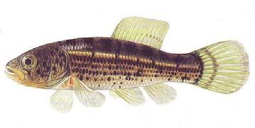 VIII. Osteognathostomata Actinopterygii - Teleostei Salmoniformes (lososotvární, f. lososovití) Esociformes (štikotvární, f.