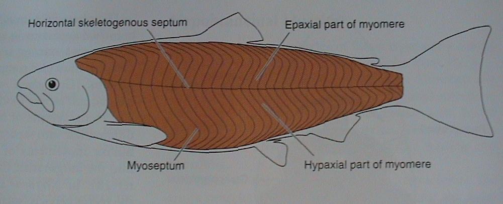 VIII. Osteognathostomata Actinopterygii Charakteristika epidermis z 10-30 vrstev, nerohovatí, slizotvorné buňky, žlázky jen u sumců nediferencovaná páteř z holospondylních obratlů amficélního typu,